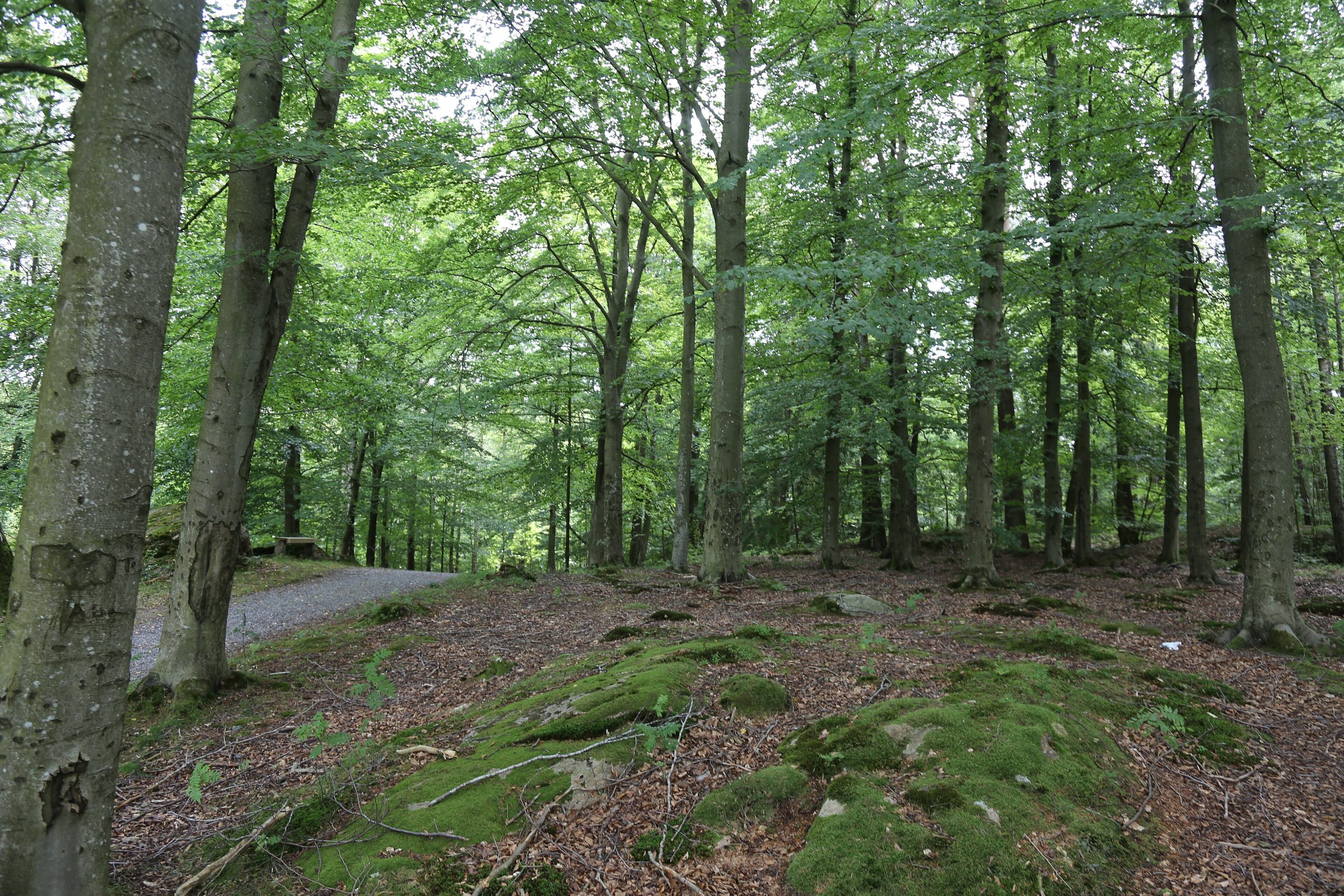 Bokskog i Fontins naturreservat